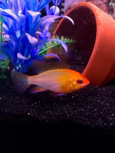 gold ram cichlid