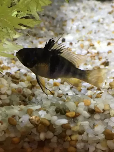 black ram cichlid