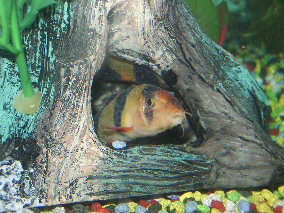 Ich (White Spot Disease) in Aquarium Fish