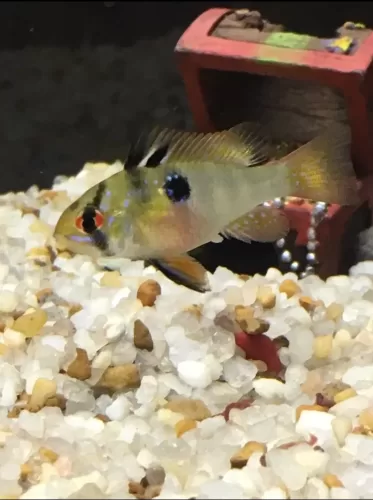 female blue ram cichlid