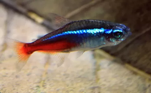 neon tetra