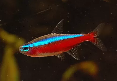 cardinal tetra