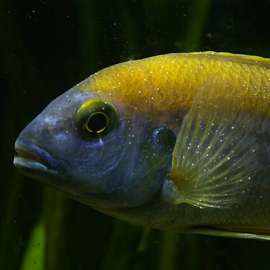 An african cichlid covered with ich 