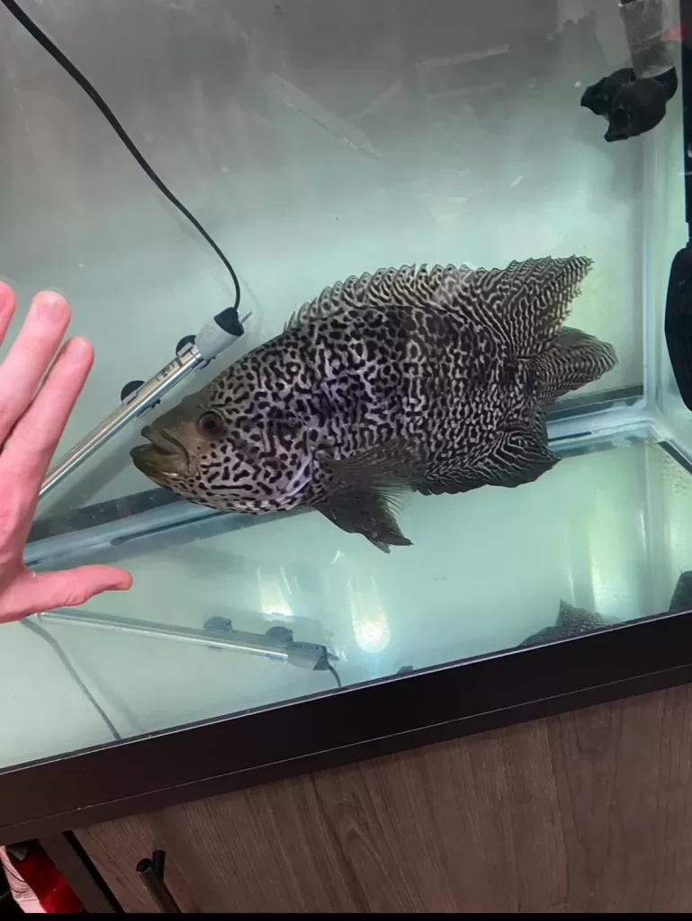 jaguar cichlid