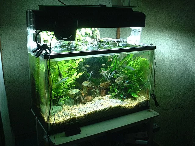 Aquarium Lighting Guide: How To Light Your Planted Tank